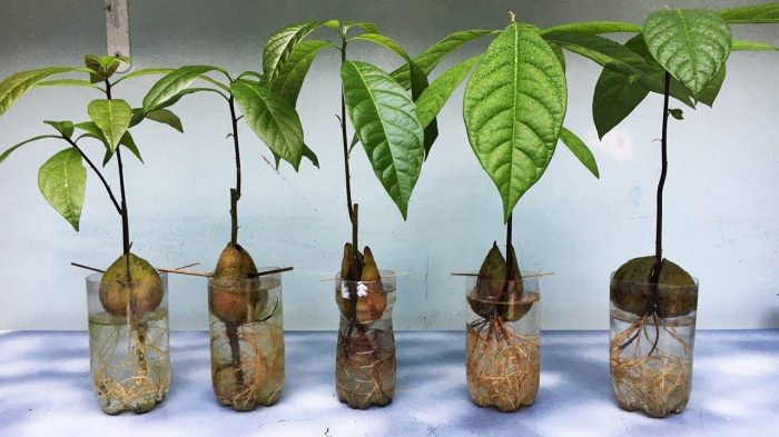 Can You Plant an Avocado Seed?