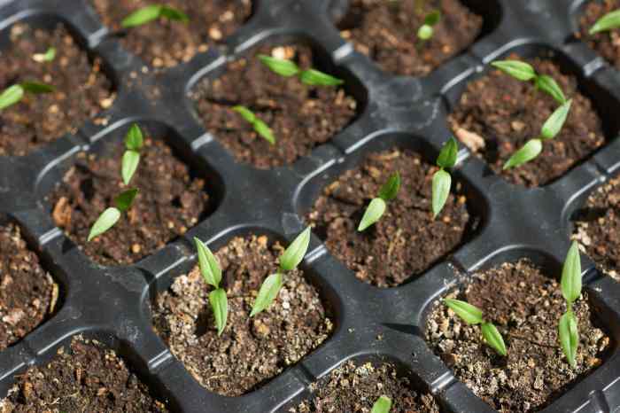 How to plant pepper seeds