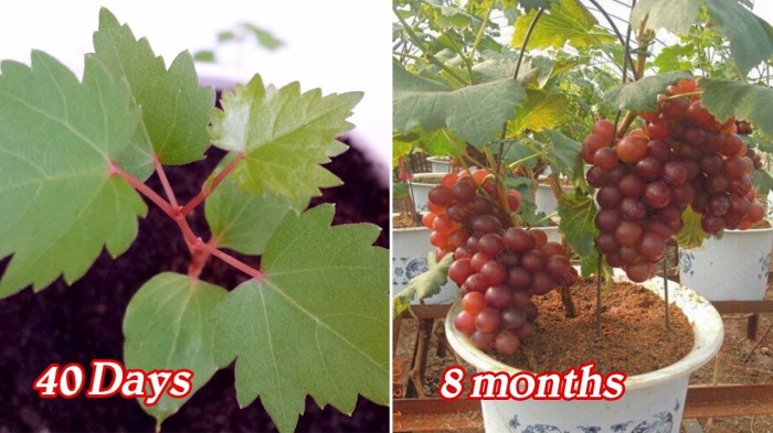 How to plant grape seeds