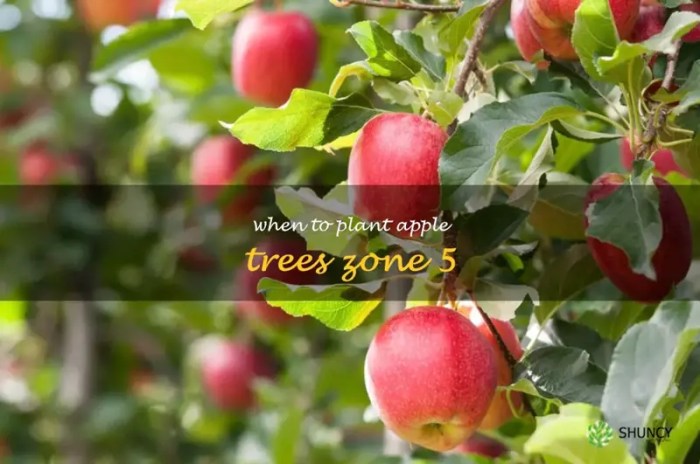 When to plant apple trees zone 5