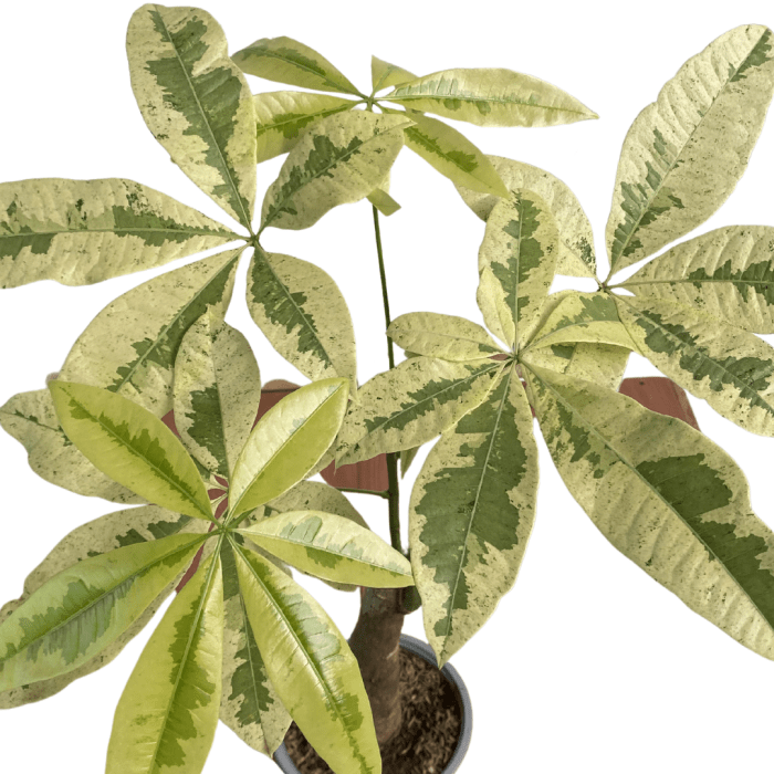 Money Tree Live Plant A Complete Guide