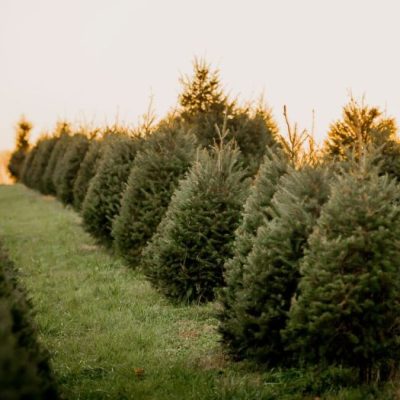 Christmas Tree to Plant Near Me