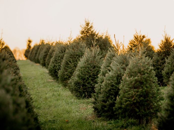 Christmas Tree to Plant Near Me