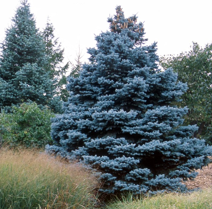 How to plant a blue spruce tree