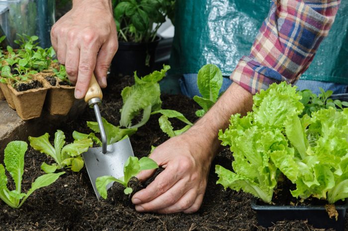 Definition of direct seeding in a plant