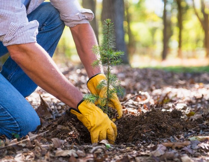 How to plant seedling trees