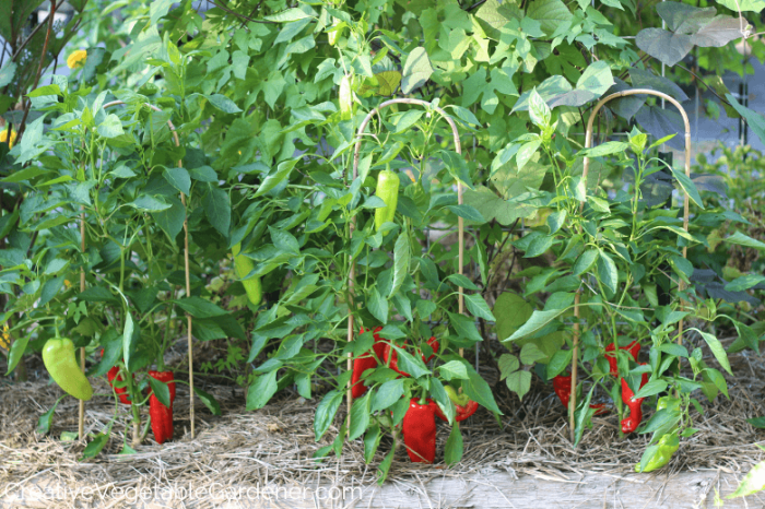 How to plant pepper seeds