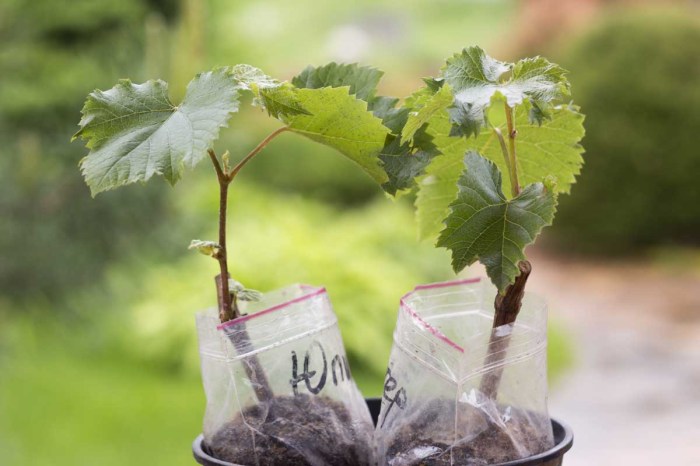 How to Plant Grape Seeds