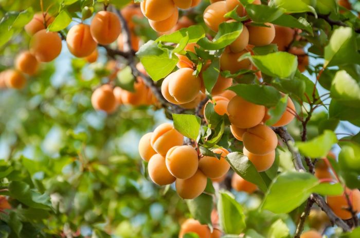 How to Plant an Apricot Tree