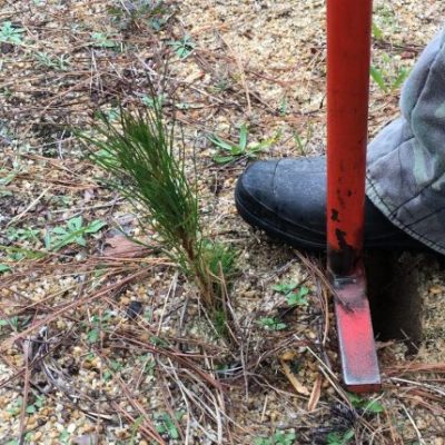 How to Plant Seedling Pine Trees