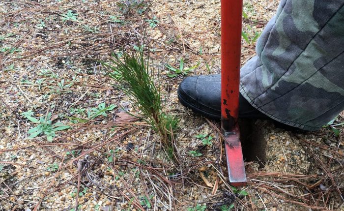 How to Plant Seedling Pine Trees