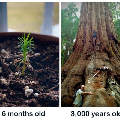 How To Plant A Giant Sequoia Tree