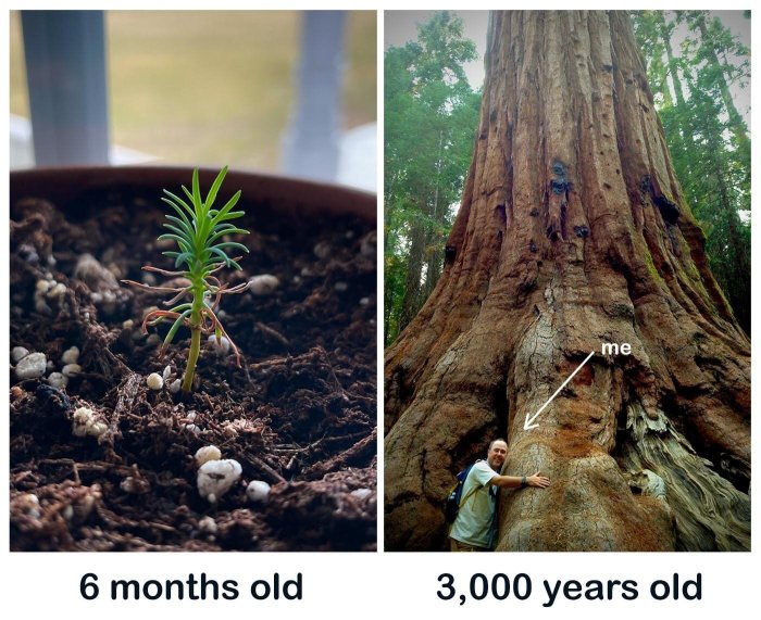 How To Plant A Giant Sequoia Tree