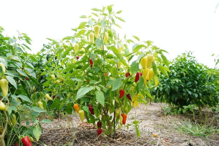 How to plant pepper seeds