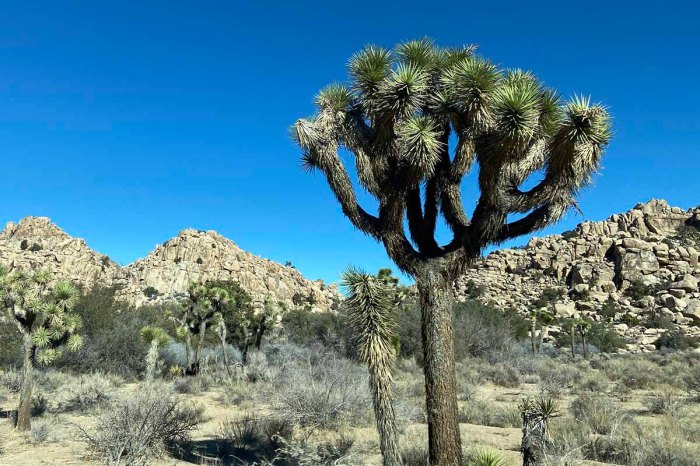 Joshua tree is what kind of plant