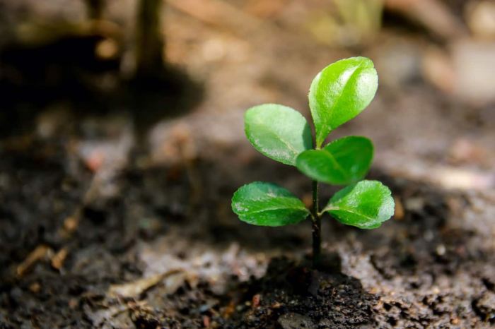 Jeruk biji cara seedling seedlings menanam bibitbunga menyiram manis pemupukan penyiraman dan