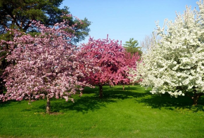 Best Trees to Plant in NJ A Comprehensive Guide