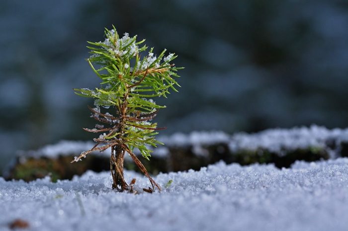 Trees You Can Plant in Winter A Guide