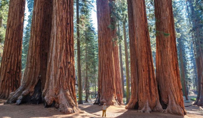 How to Plant Redwood Trees