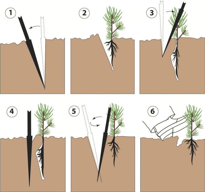 How to plant seedling pine trees