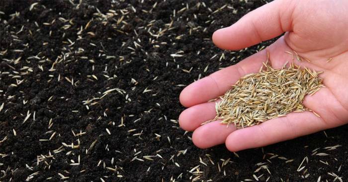 Can You Plant Grass Seed With Manure?