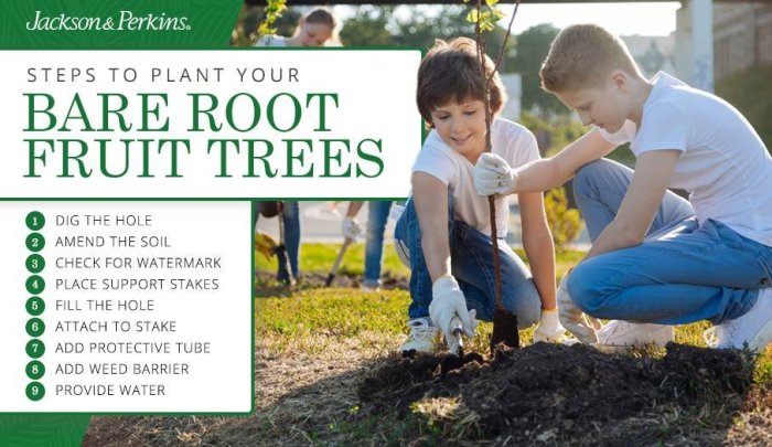 When to plant bare root fruit trees