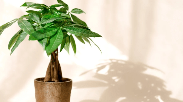 Can I Plant a Money Tree Outside?