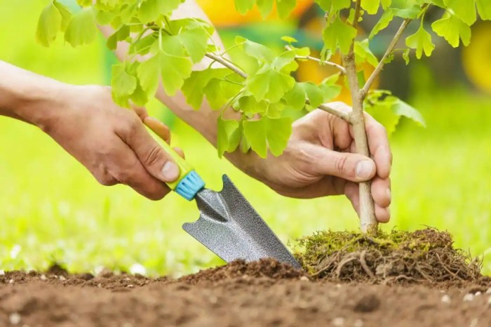 Plant trees in memory of someone