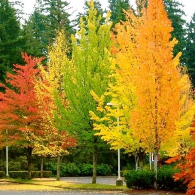 Can You Plant Trees in Fall?