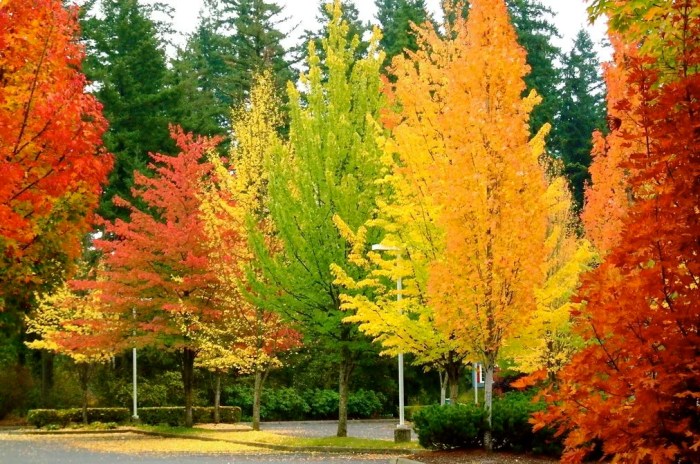 Can You Plant Trees in Fall?