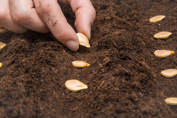 How to Plant a Seed V Rising A Gardeners Guide