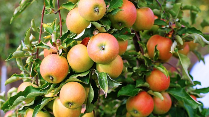 When to plant apple trees zone 5