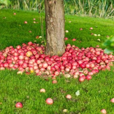 Apple Tree to Plant A Growers Guide