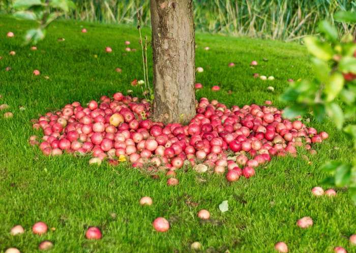 Apple Tree to Plant A Growers Guide