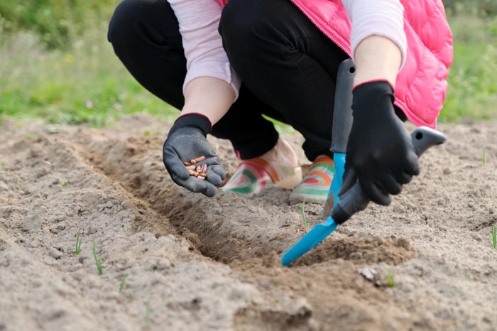 How to Plant Plum Seeds A Comprehensive Guide