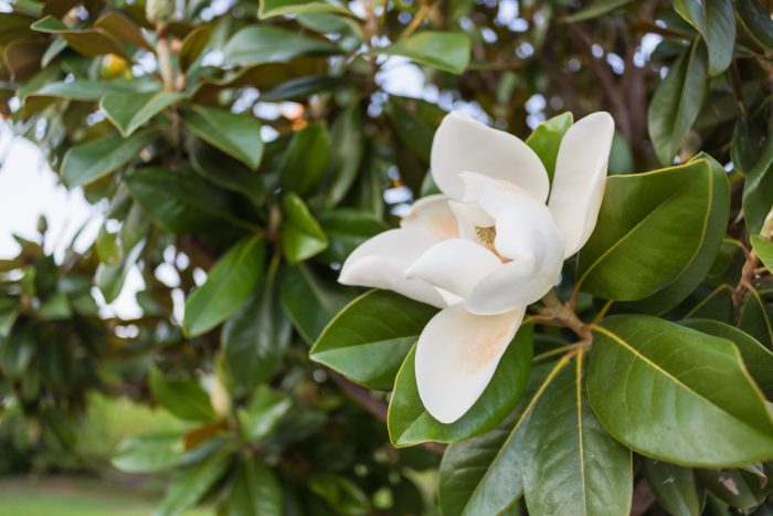 What to plant under magnolia tree