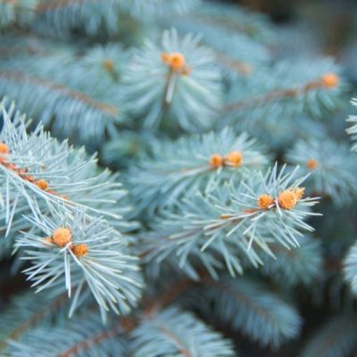 How To Plant A Blue Spruce Tree