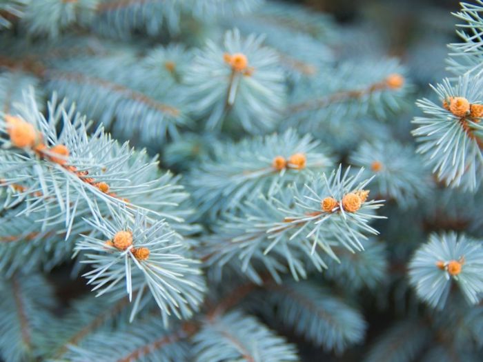 How To Plant A Blue Spruce Tree