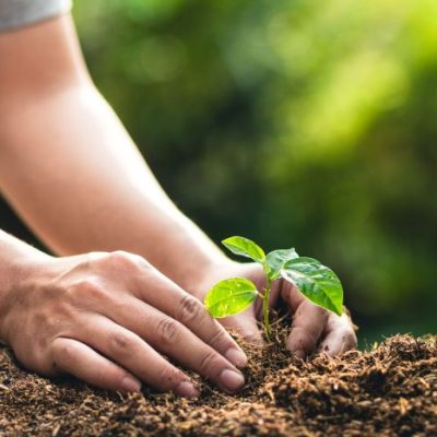 How to Plant Seedling Trees