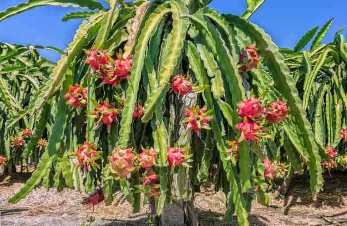 How to plant dragon fruit tree