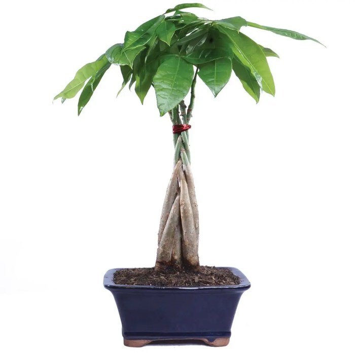 Money tree live plant