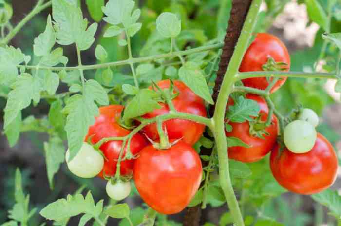 How do i plant tomato seeds