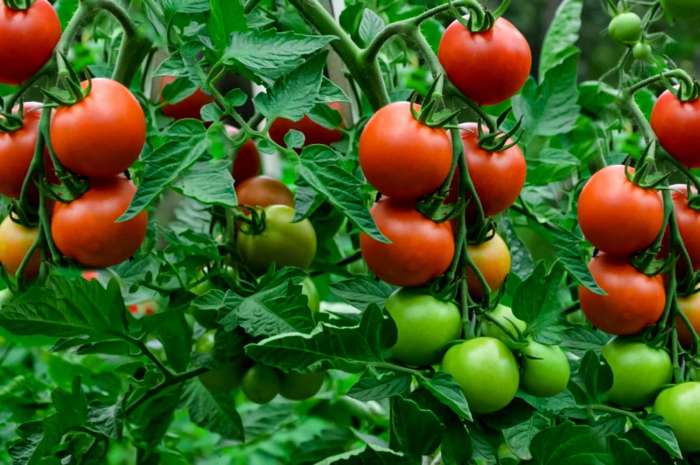 When Should You Plant Tomato Seeds?