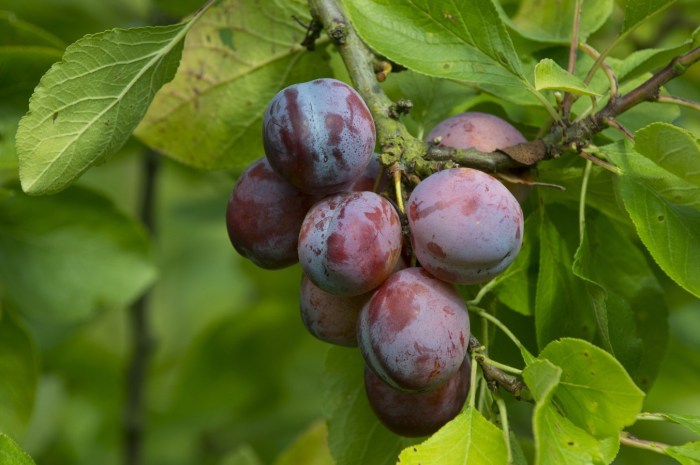 Plums instiks potted