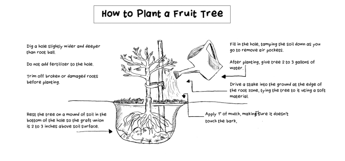 How Deep to Plant Fruit Trees