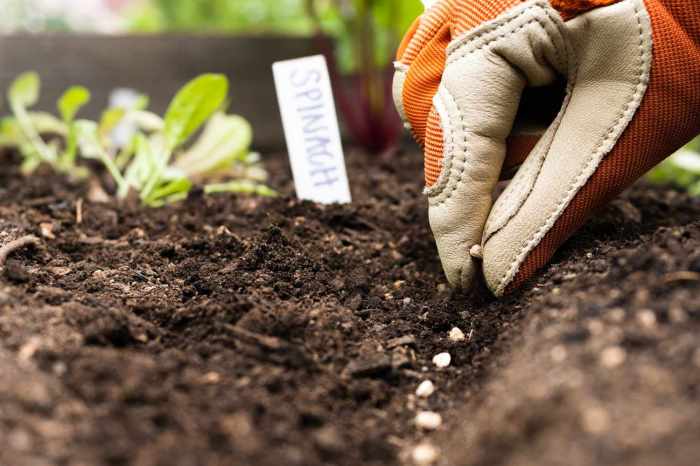 Transplanting seedlings vegetable