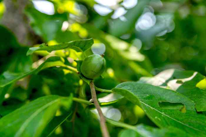 Where to Plant Persimmon Trees