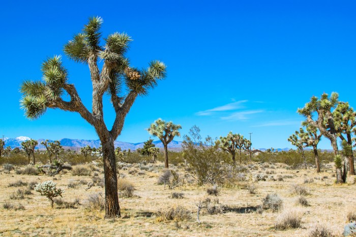 Joshua Tree What Kind of Plant?