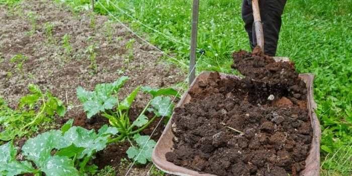 Can you plant grass seed with manure