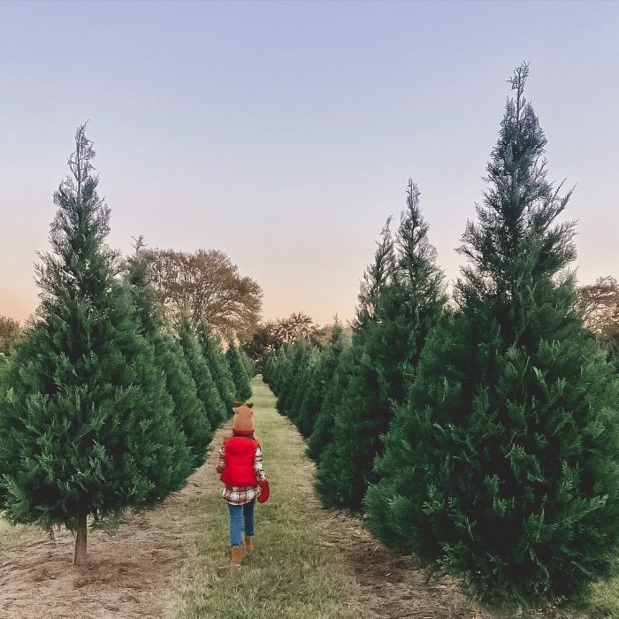 Christmas tree to plant near me